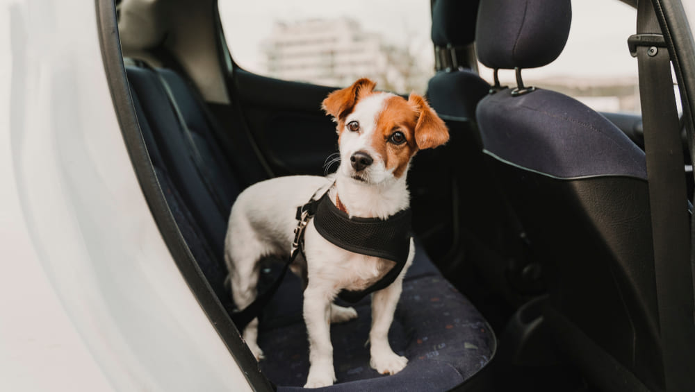 Перевозка собак в самолете в году: как правильно перевезти и что для этого необходимо